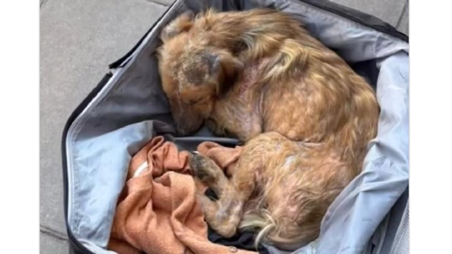 Abandonan a un cachorro dentro de una maleta precintada y gracias a las redes sociales le salvan la vida