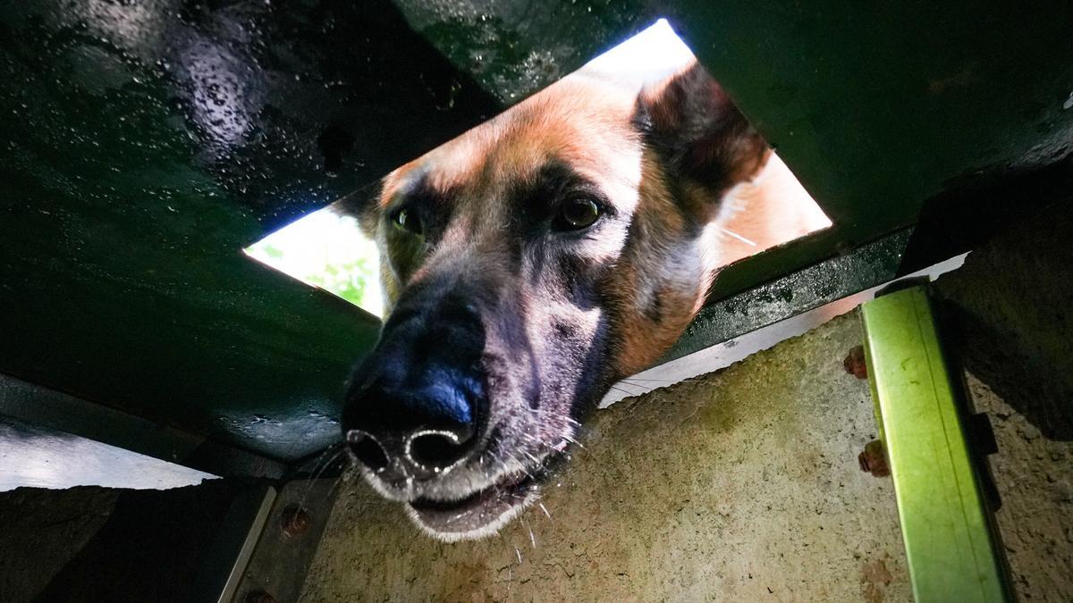 Seis de los siete perros abandonados en los últimos cuatro meses eran de la raza malinois.