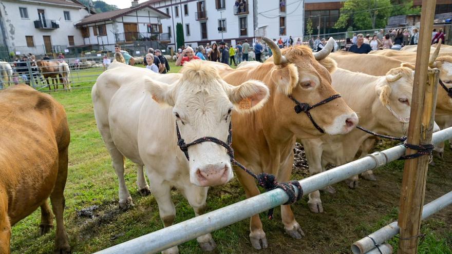 Se suspenden las ferias de ganado hasta el 30 de noviembre