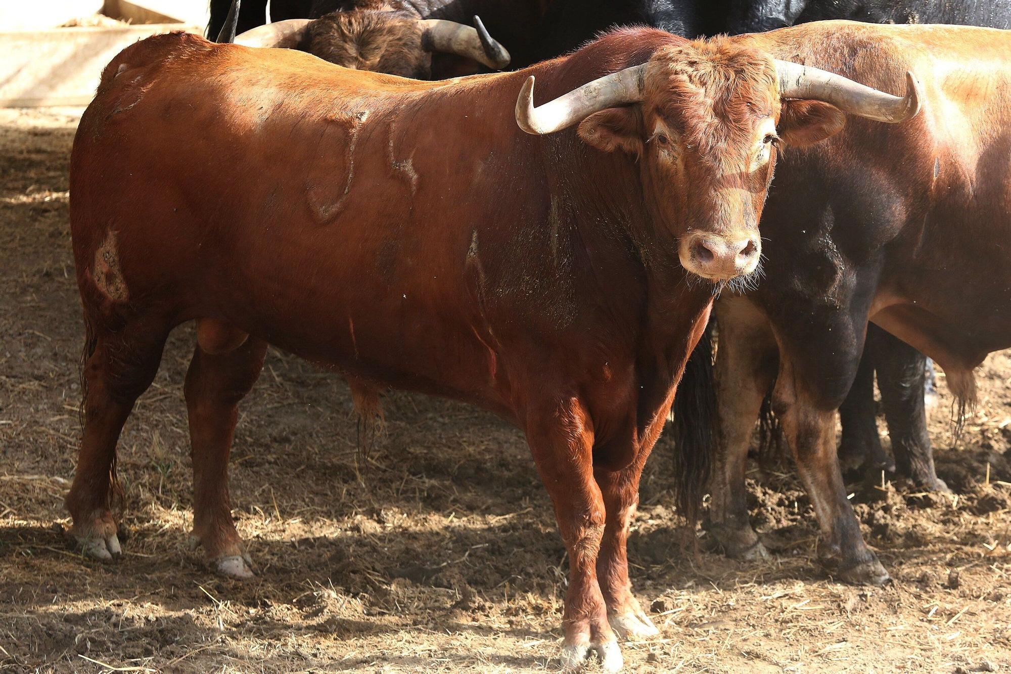 Toros de La Palmosilla de Tarifa para el Encierro del día 7
