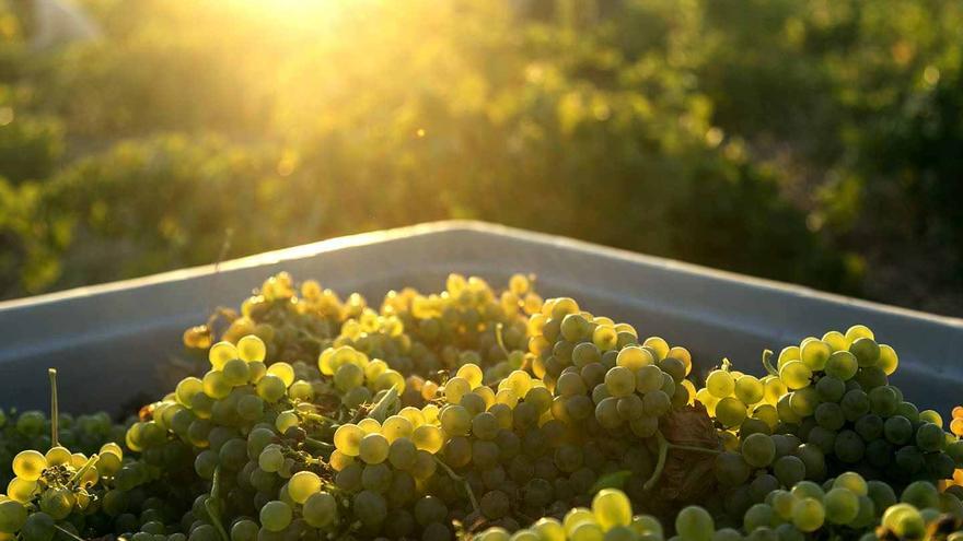 Bodega Cuatro Rayas revela la versatilidad y el potencial de guarda del verdejo