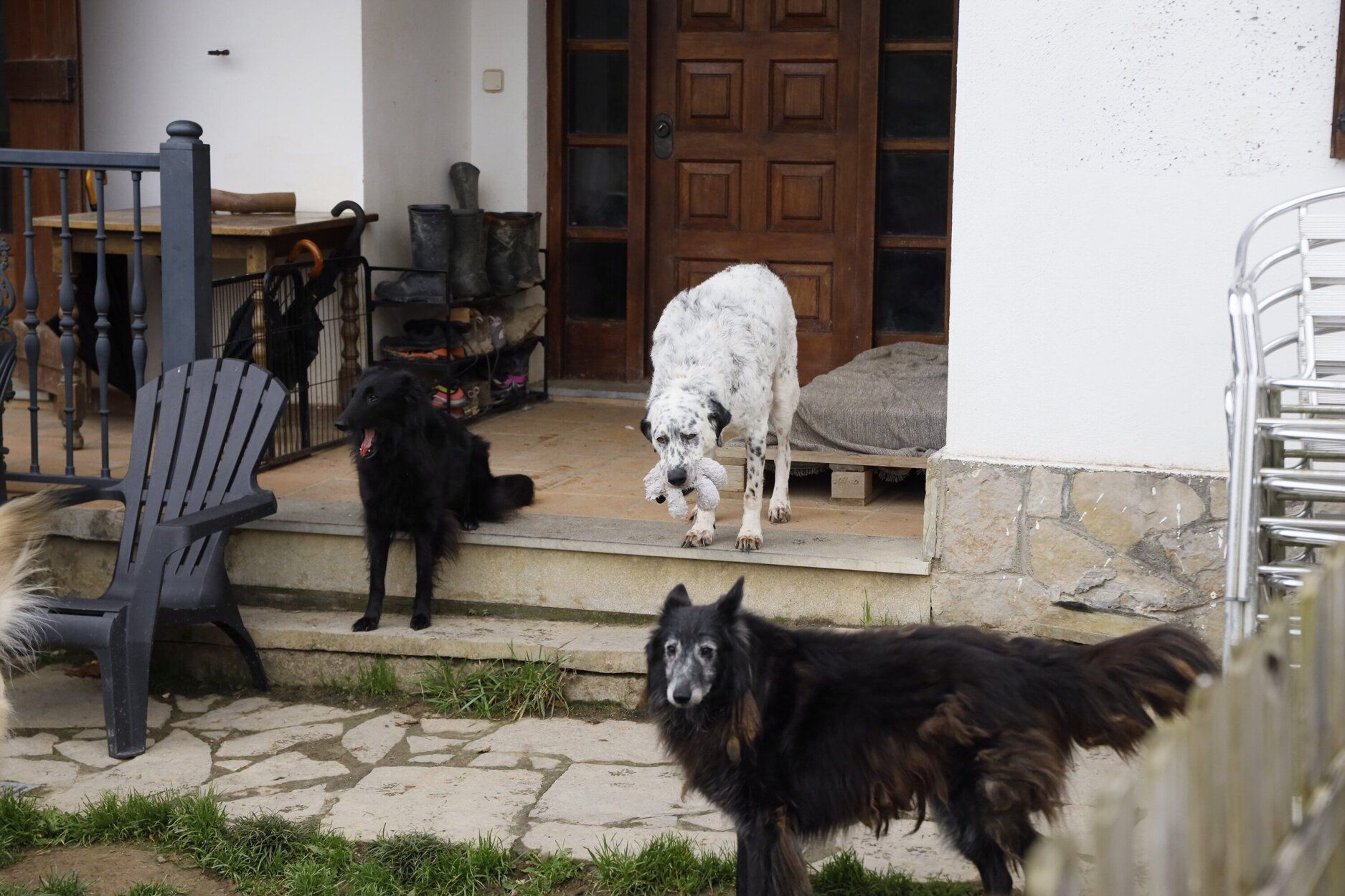 Zintzoa, un espacio de educación canina y hotel para perros