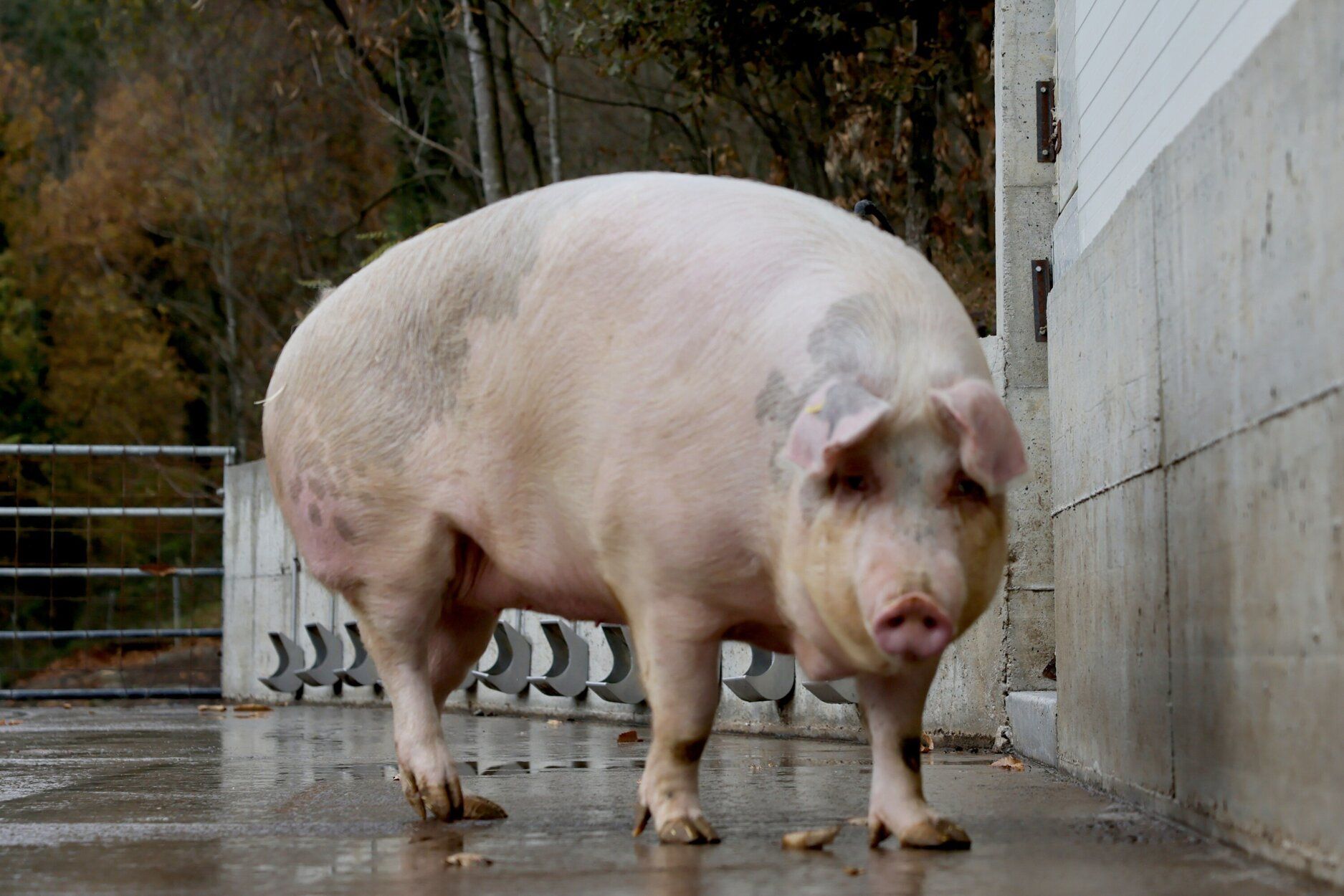 Poxpolin, la cerda de Santo Tomas 2025