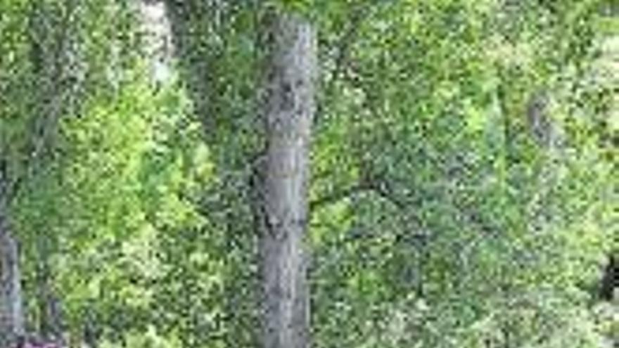 Lehiatu Berria amplía ayudas forestales