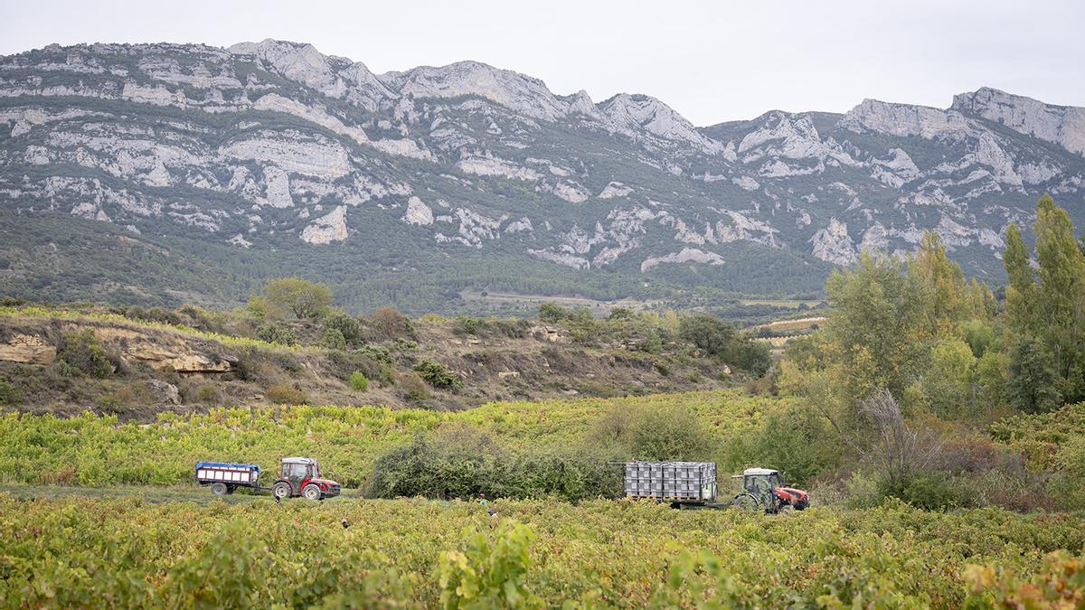 Vendimia en la bodega Izadi