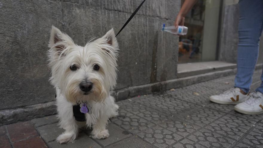 Vecinos sobre la prohibición de mascotas en comunidades: “Es una limitación de libertad”