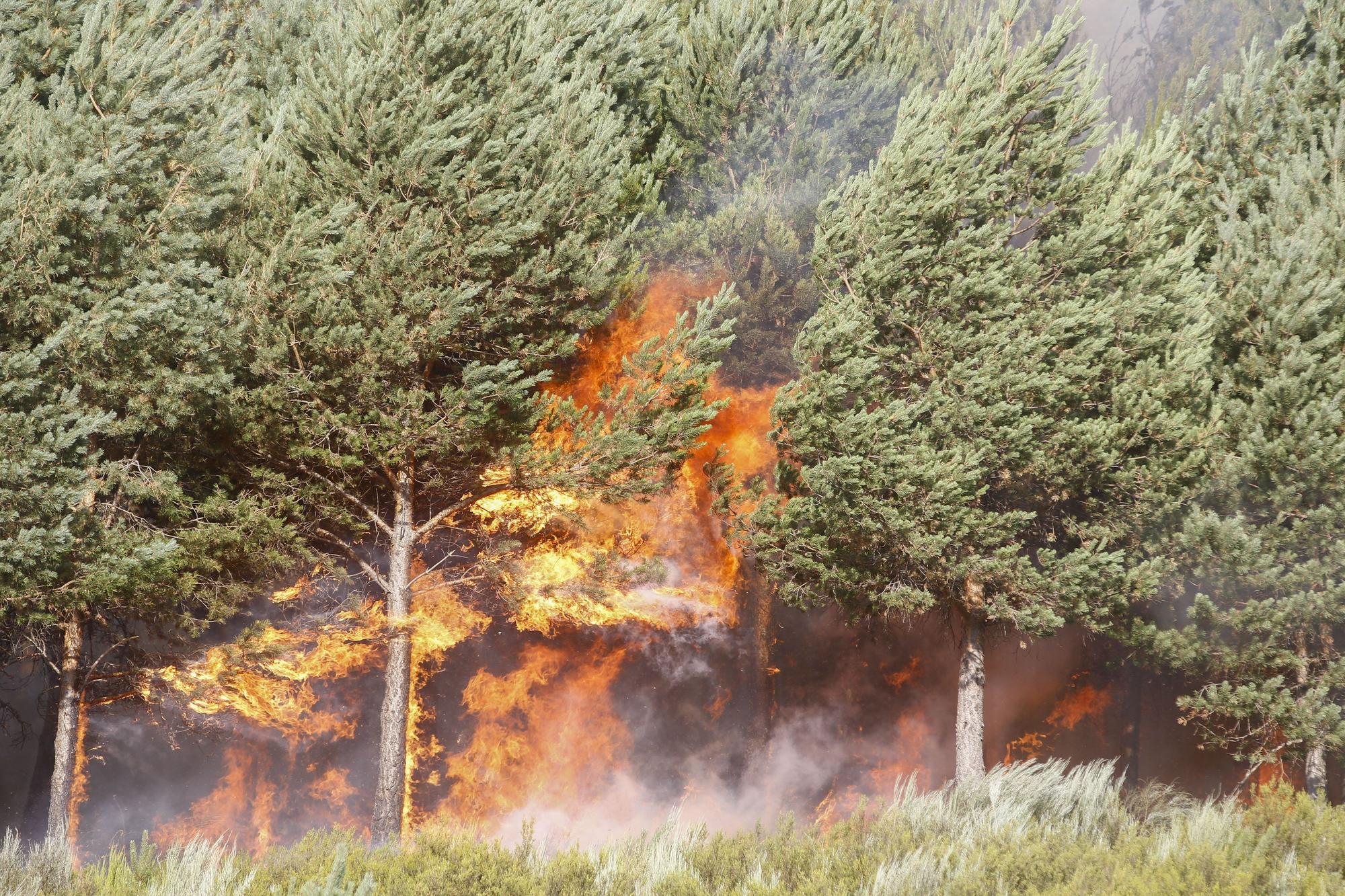 Semana negra de incendios: Cuatro muertos y 120.000 hectáreas quemadas