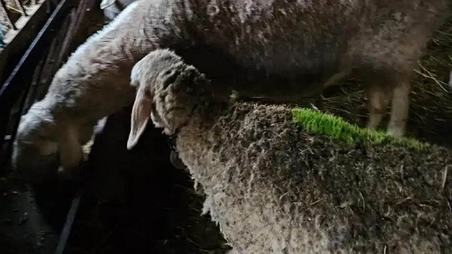 Dos ovejas de Ávila se vuelven verdes al crecerles hierba entre la lana