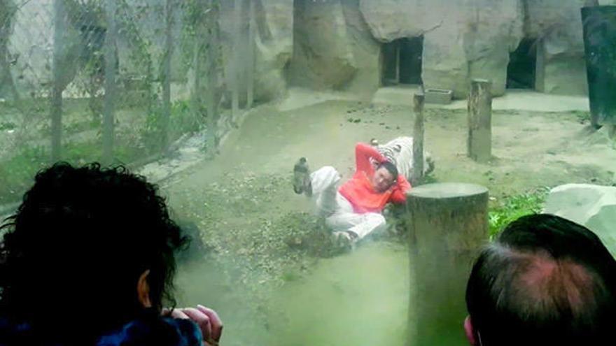 Un hombre deprimido se mete en la jaula de los tigres para que se lo coman