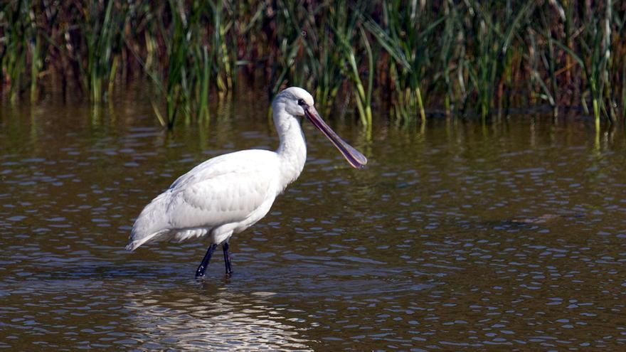 La Diputación Foral realizará trabajos para proteger la laguna de agua dulce de Ixpilla en Zarautz