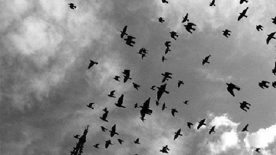 La población de palomas se reducirá en al menos 150 al año