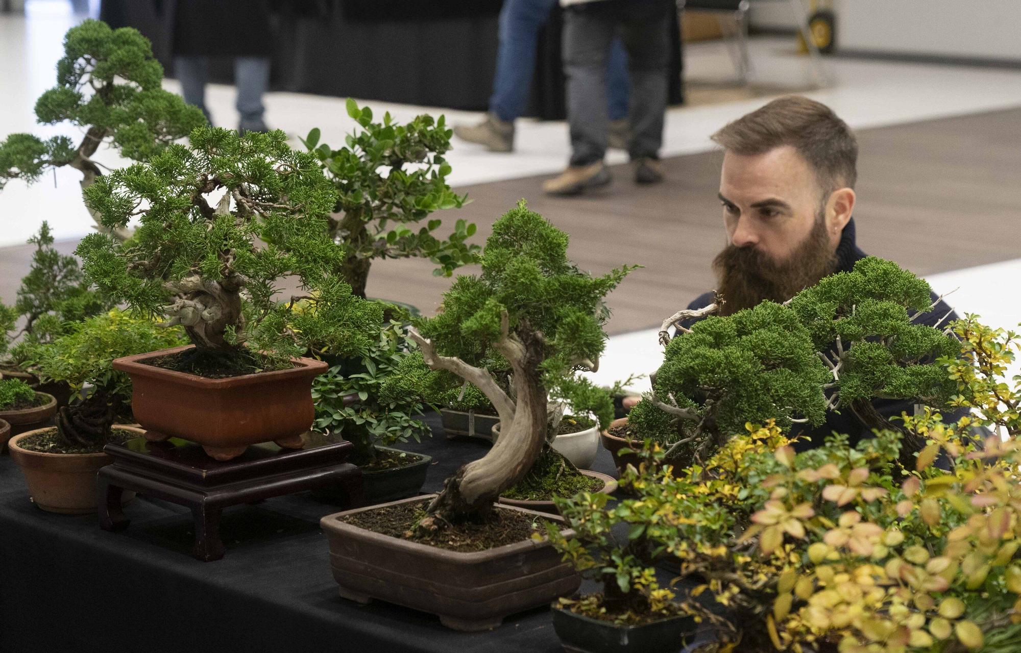 En imágenes: El arte del bonsái llega a Vitoria-Gasteiz