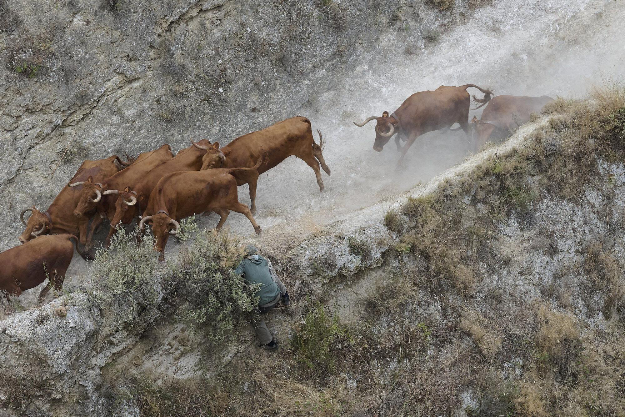 Fotos del sexto encierro del Pilón de Falces 2025, con vacas de Hípica Zahorí