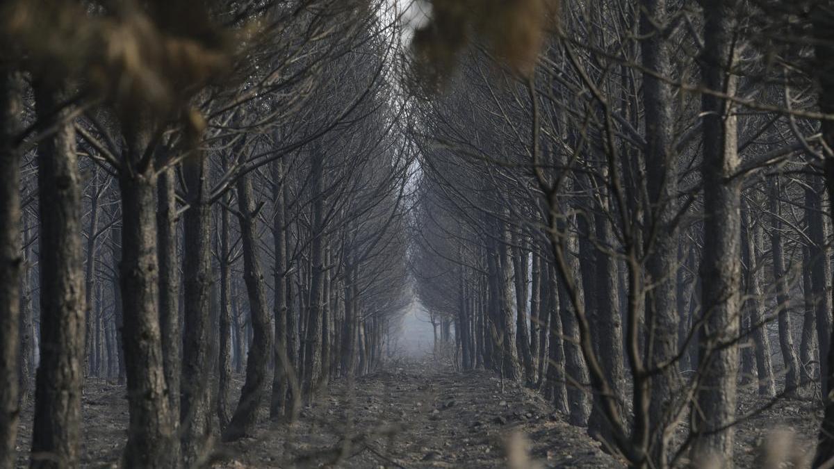 Tierra quemada en un monte entre Villalís de la Valduerna y Quintana y Congosto, en León.