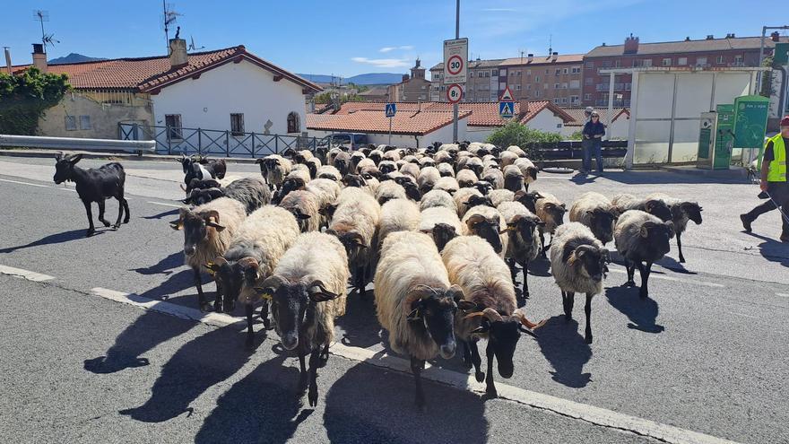 Las 'ovejas bomberas' vuelven a hacer su importante labor en Villava