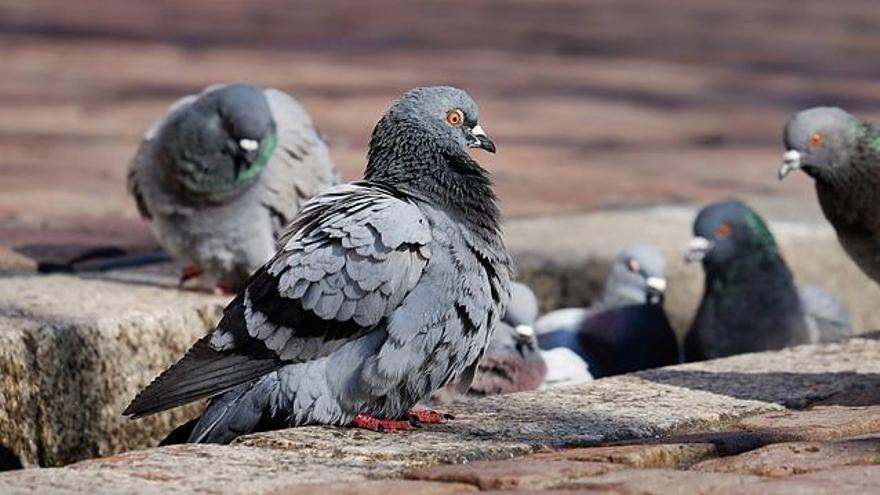 Un grupo de palomas