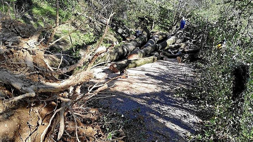 El camino entre Elutxeta y Argarate, cerrado por la caída de un gran árbol