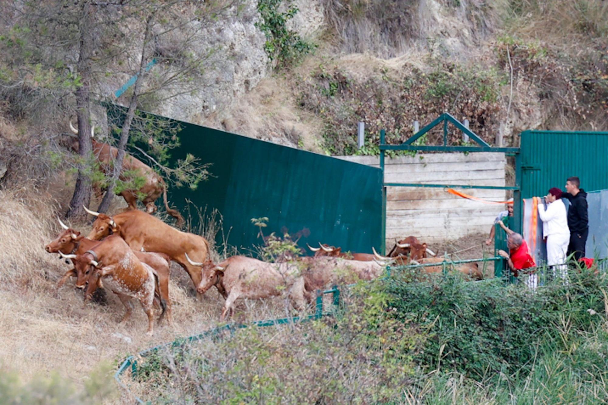 Fotos del quinto encierro del Pilón de Falces 2025 con vacas de Eulogio Mateo