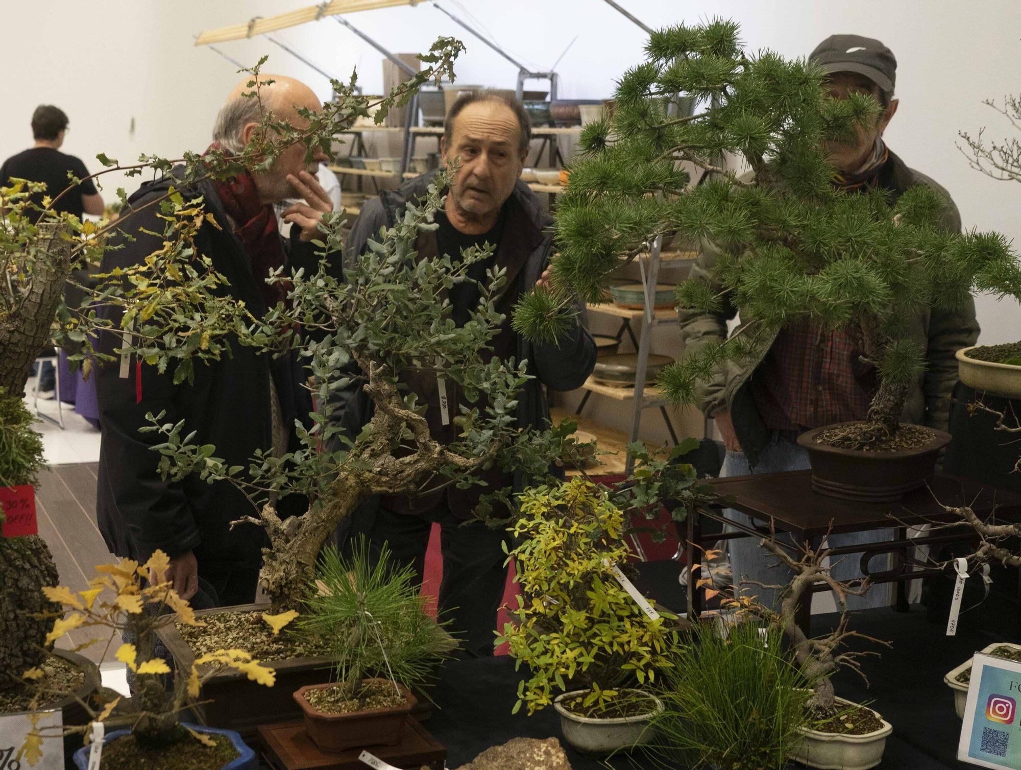 En imágenes: El arte del bonsái llega a Vitoria-Gasteiz