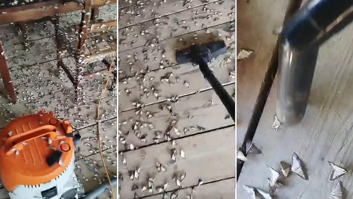 Explosión de la polilla del boj en el municipio navarro de Usun ( Romanzado)
