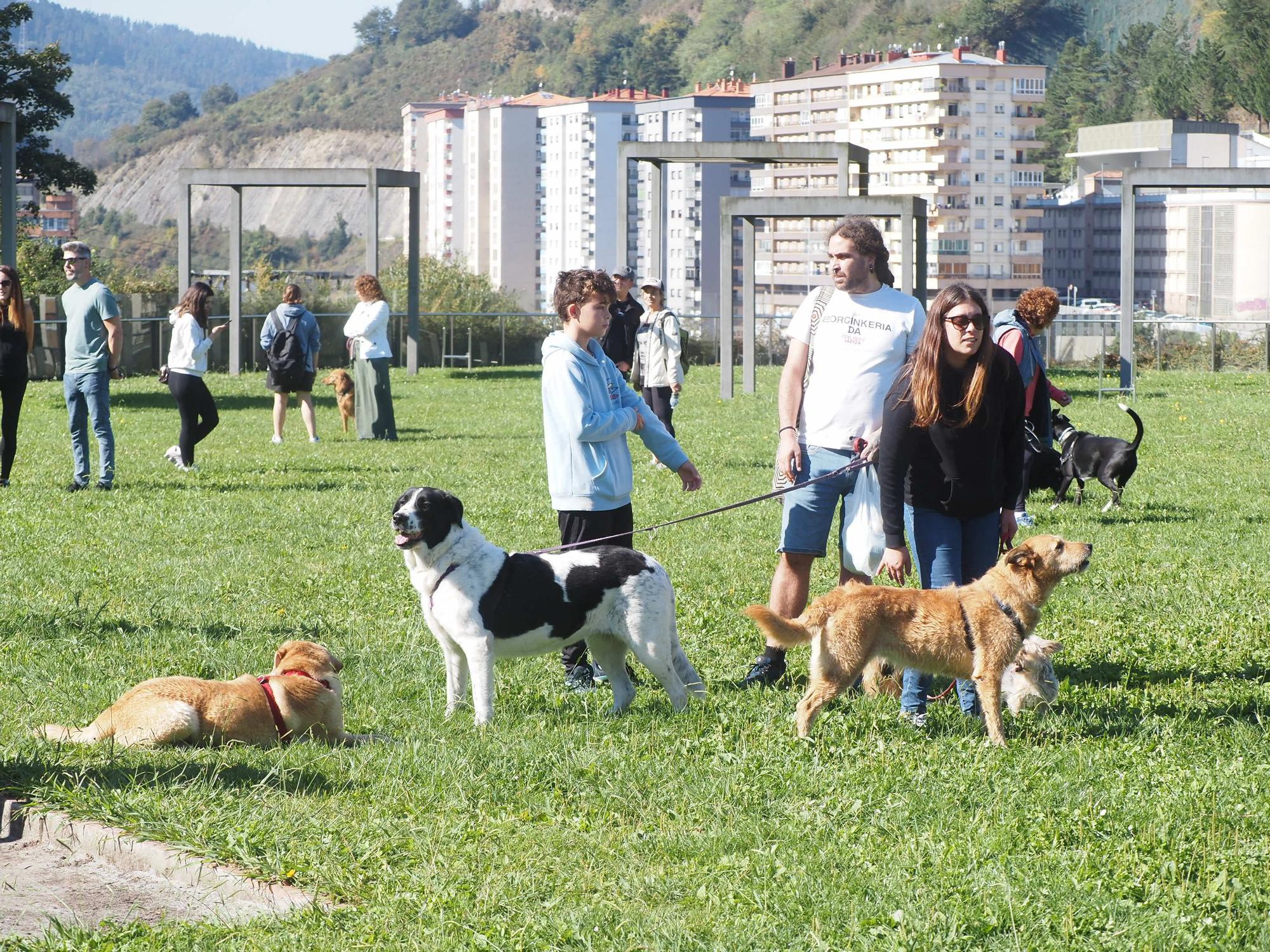 Las piscinas de Eibar han sido coto privado para los perros