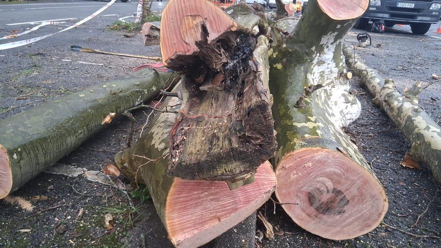 El Ayuntamiento de Donostia tala 17 plátanos enfermos junto al Hipódromo