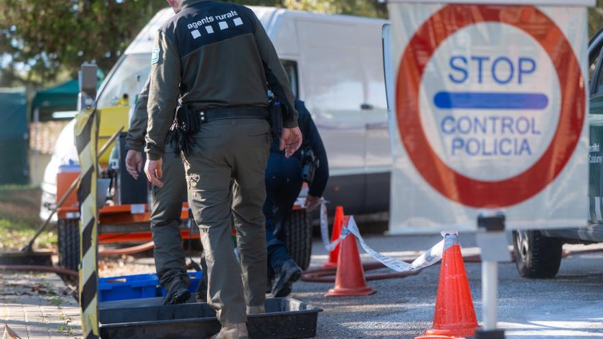 Expertos veterinarios de la UE viajan mañana a Catalunya para dar apoyo frente a la peste porcina africana