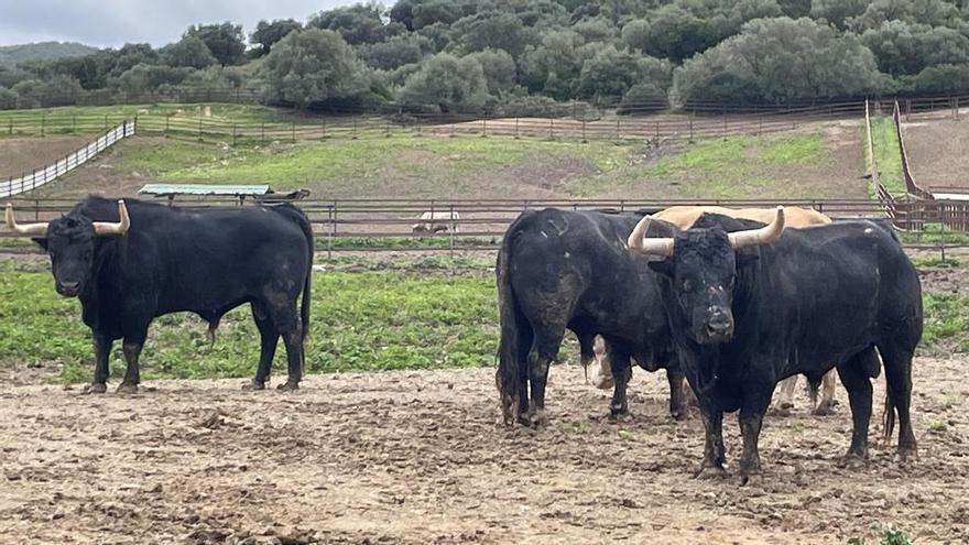 Fuente Ymbro: un clásico de primera