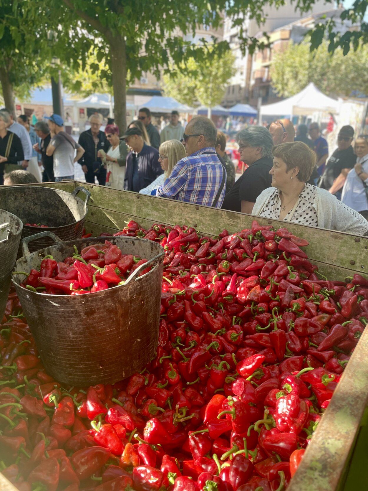 Fotos de las jornadas de exaltación del pimiento del piquillo de Lodosa