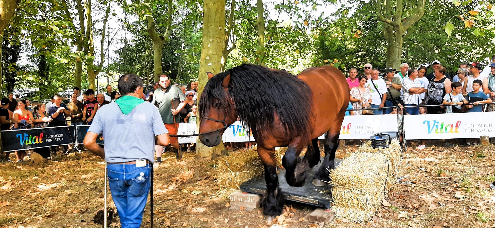 El caballo percherón Gorri bajando de la báscula