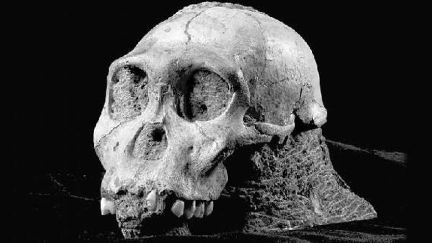 Hallan una nueva especie de hominido de hace dos millones de años