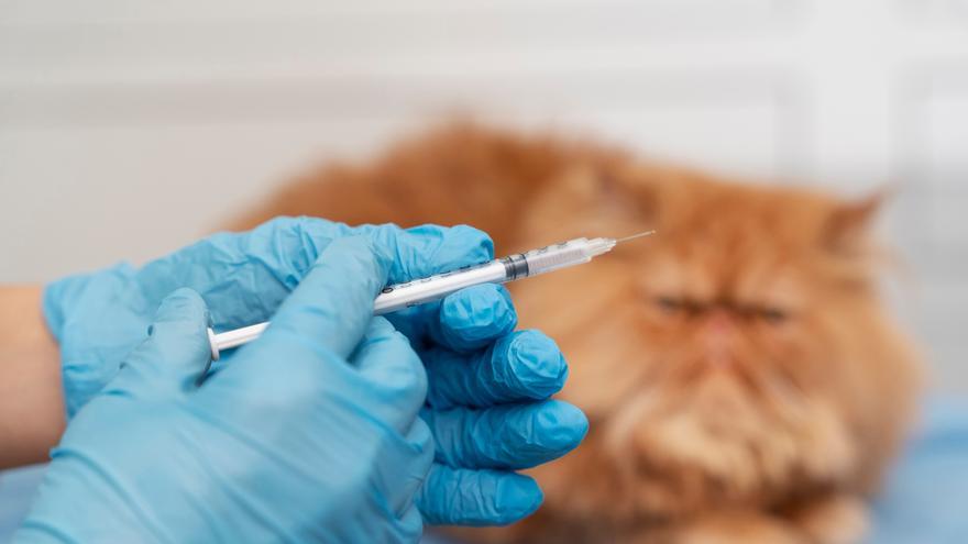 Vacunas en perros y gatos: ¿es necesario ponerlas todas cada año?