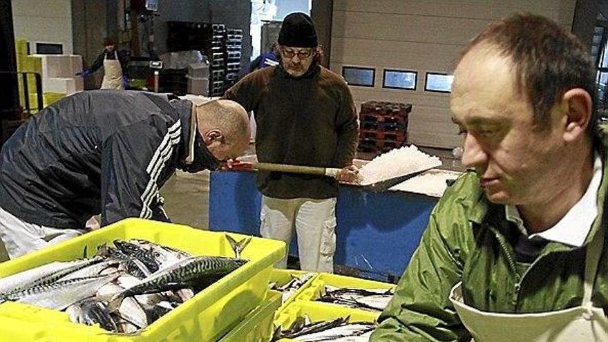 El verdel acude puntual a su cita con el Golfo de Bizkaia
