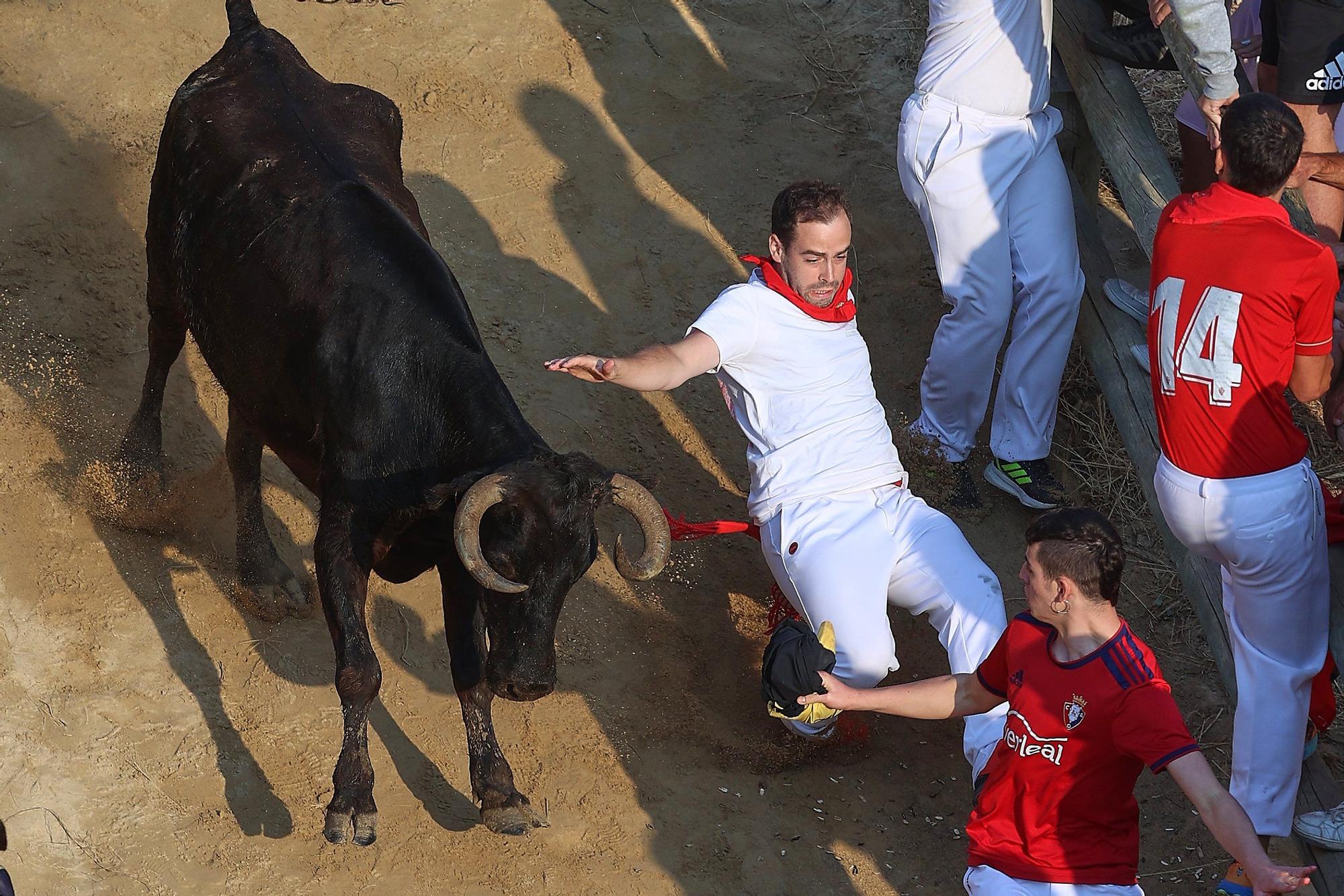 Fotos del último encierro del Pilón de Falces 2025