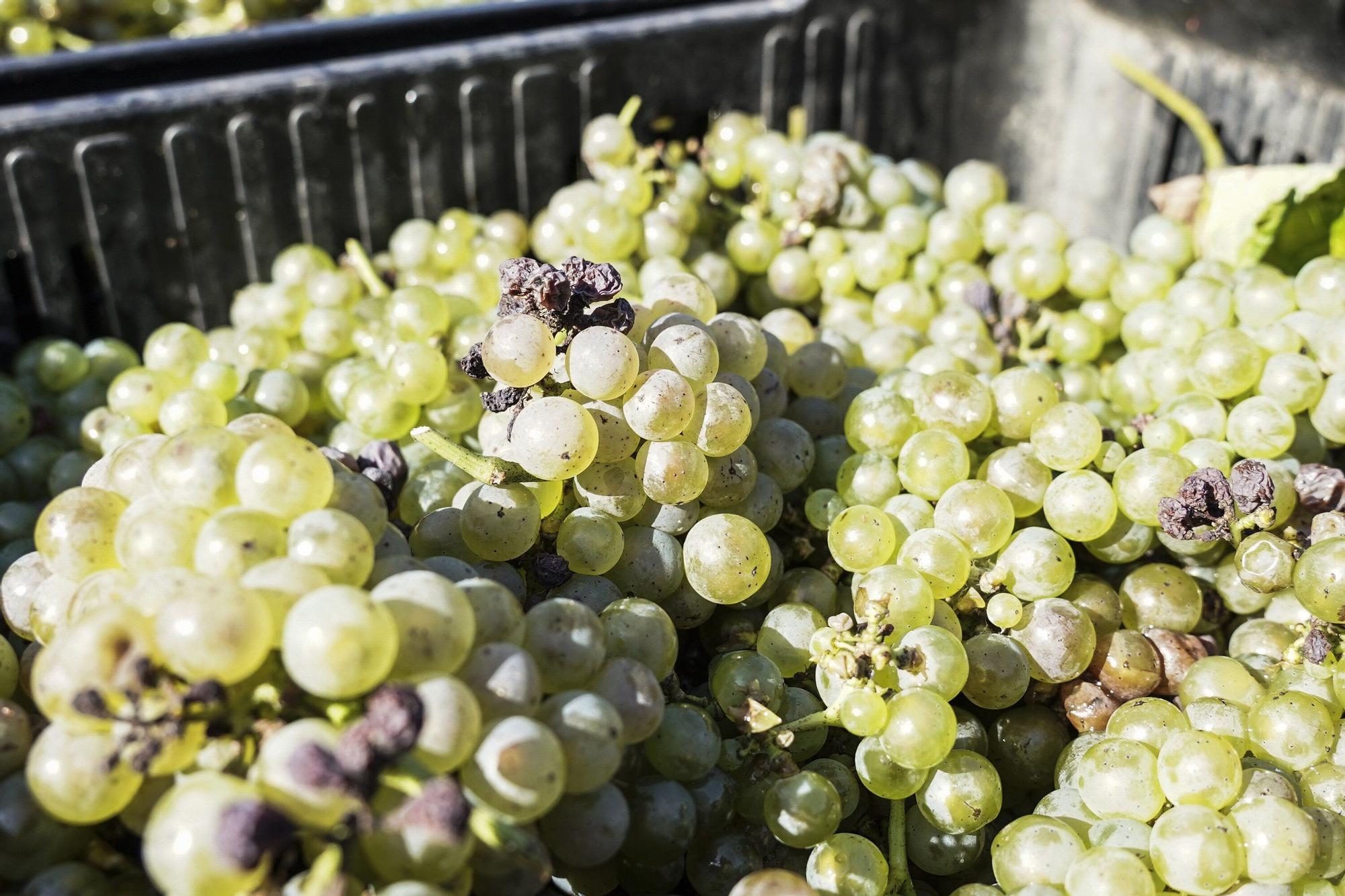Las bodegas de Bizkaia afrontan una vendimia abierta a la esperanza