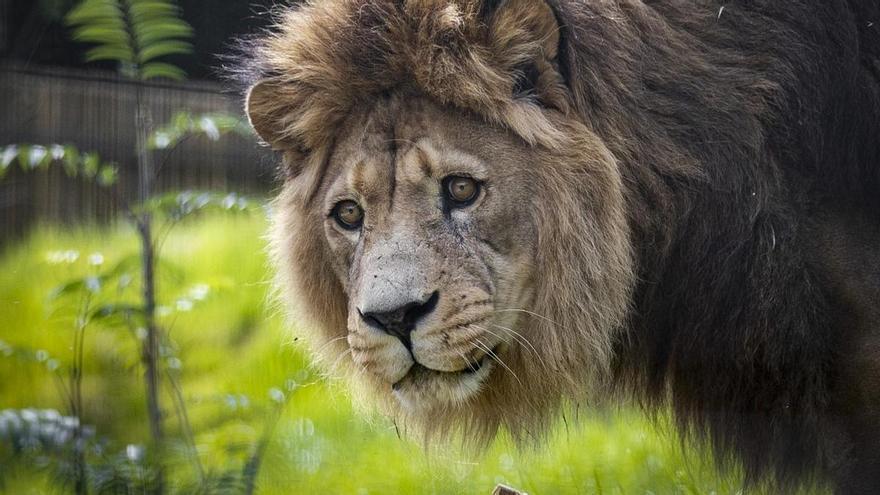 Un zoológico en Dinamarca pide donaciones de mascotas para alimentar a sus depredadores