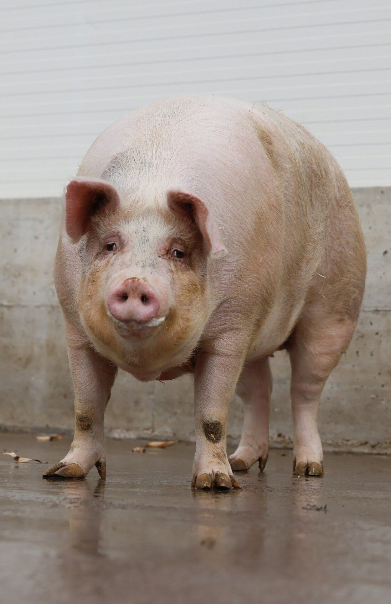 Poxpolin, la cerda de Santo Tomas 2025