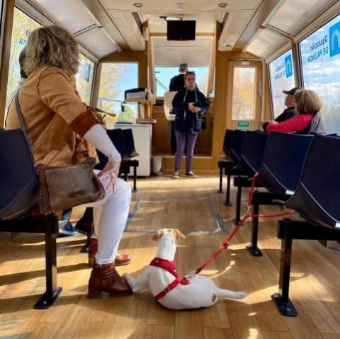 El viaje admite mascotas.