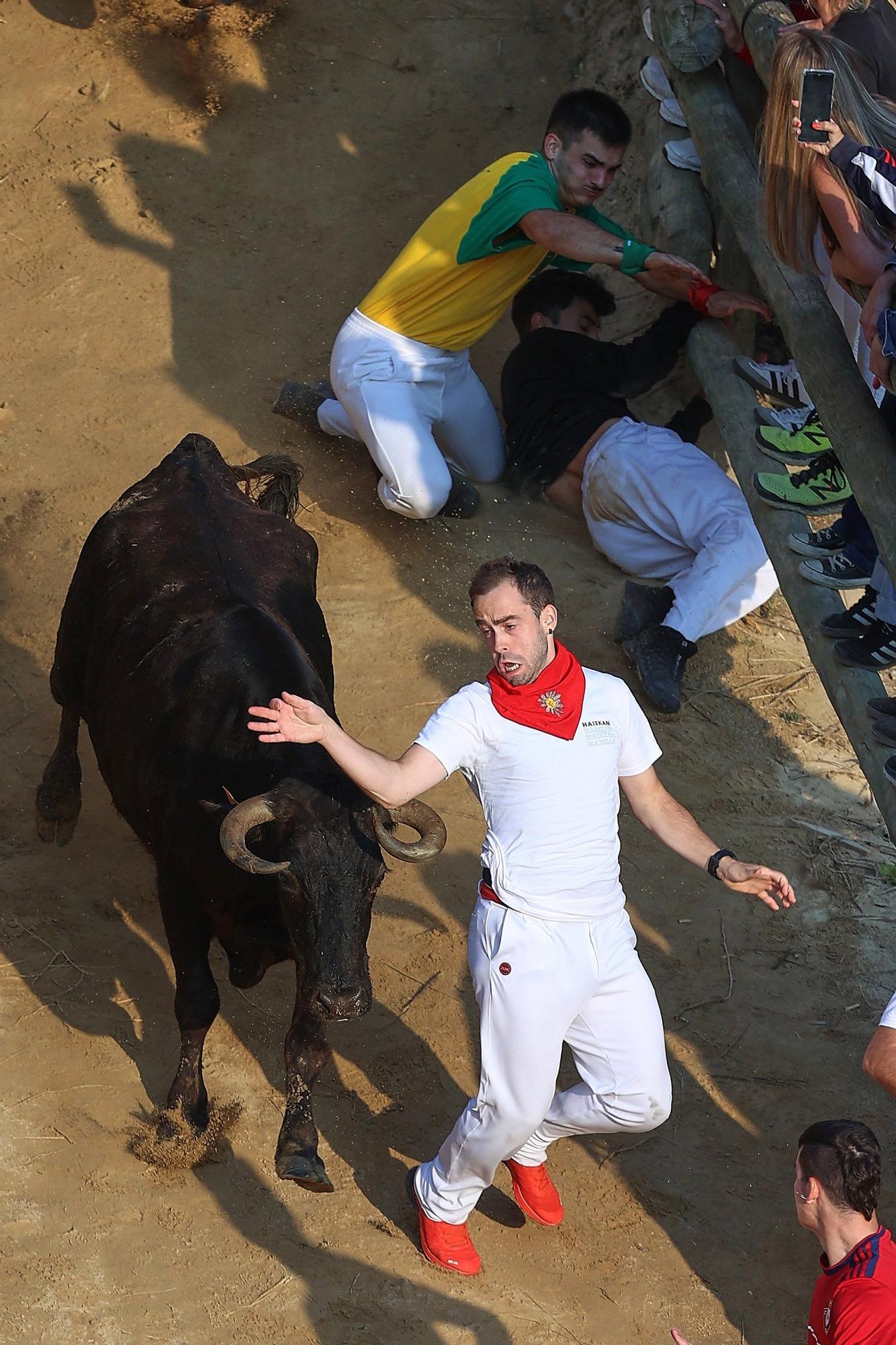 Fotos del último encierro del Pilón de Falces 2025