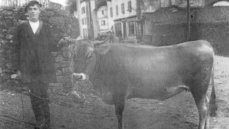 Una vaca de Zigardiberea, camino de la feria a principios del siglo pasado.