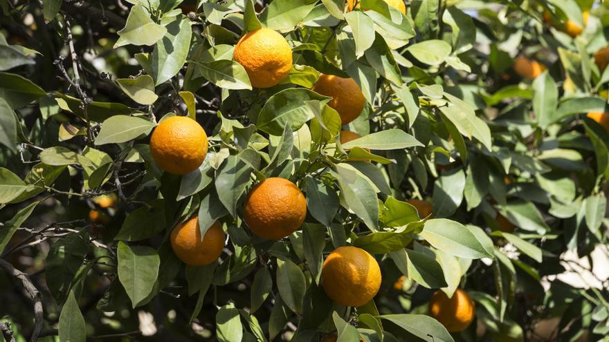 Sorprenden 'in fraganti' a tres personas robando 2.000 kilos de naranjas