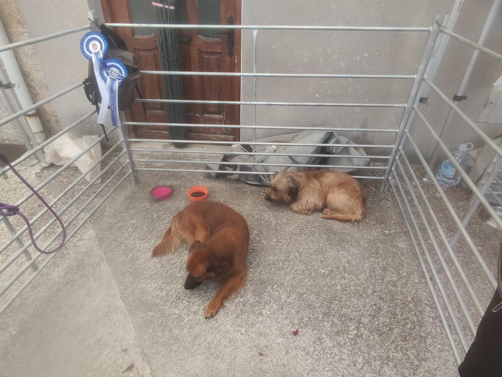 Fotos del Día del pastor en Améscoa