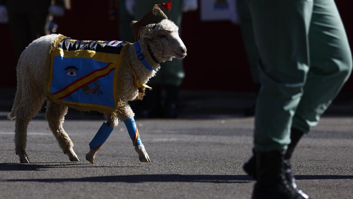 Un carnero como mascota de la Legión.