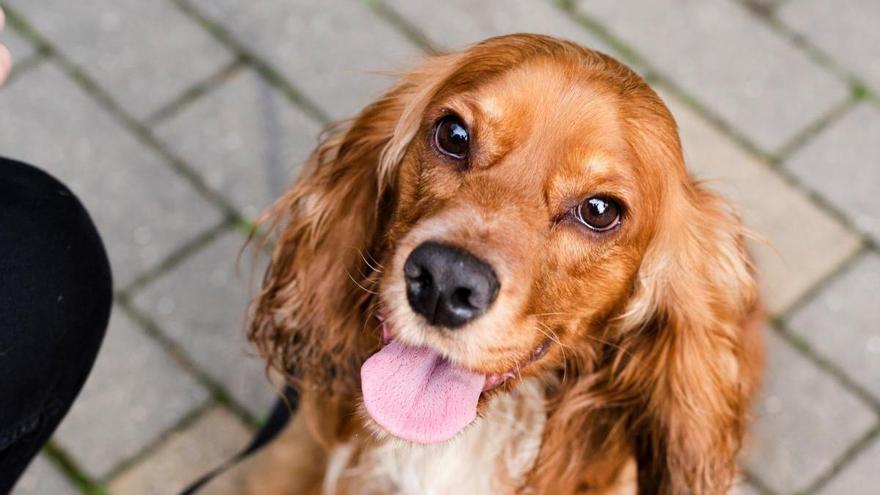 El Ayuntamiento permitirá el acceso con animales de compañía a las oficinas municipales de San Martín y de la Síndica