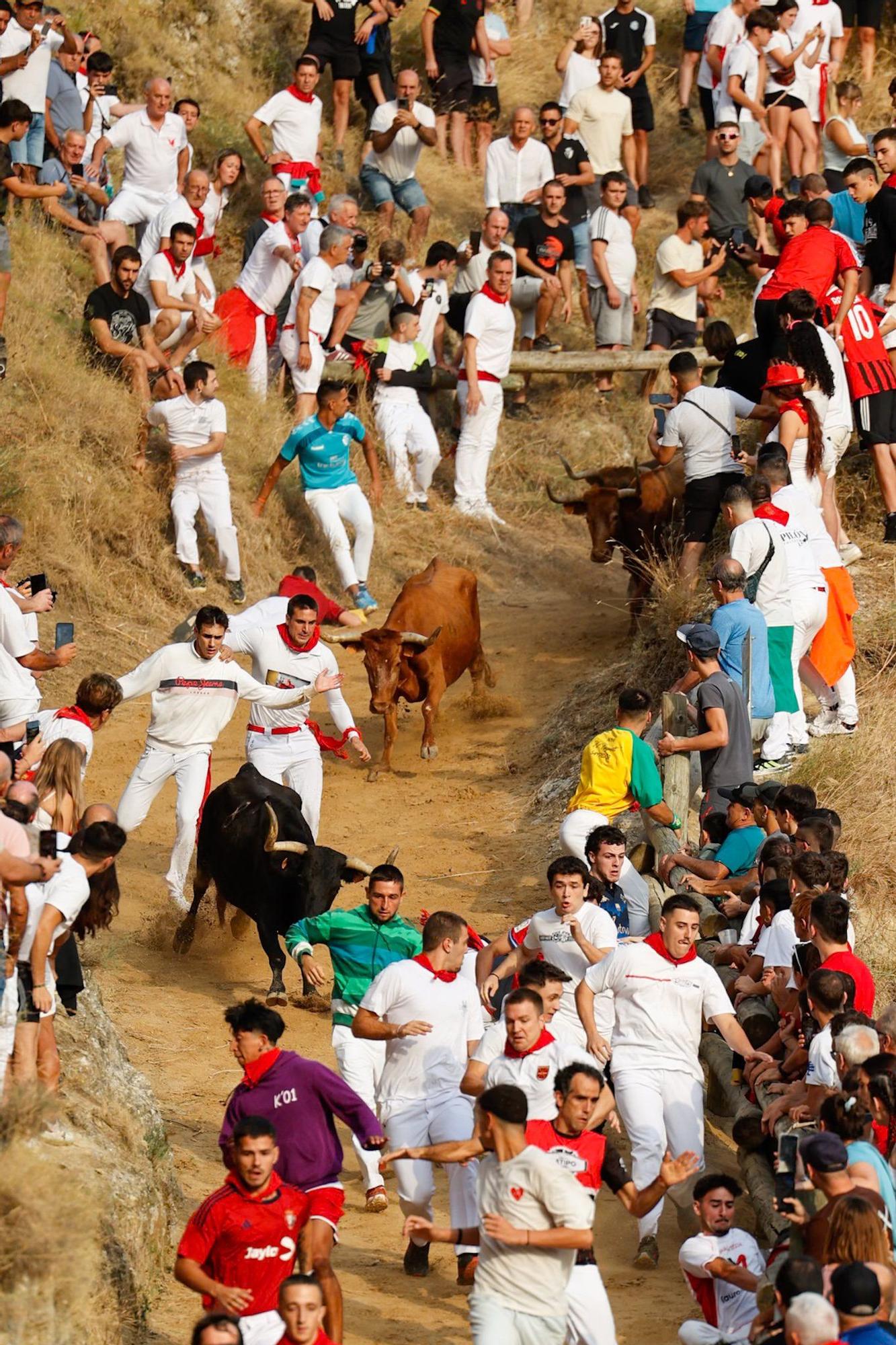 Fotos del segundo encierro del Pilón de Falces 2025