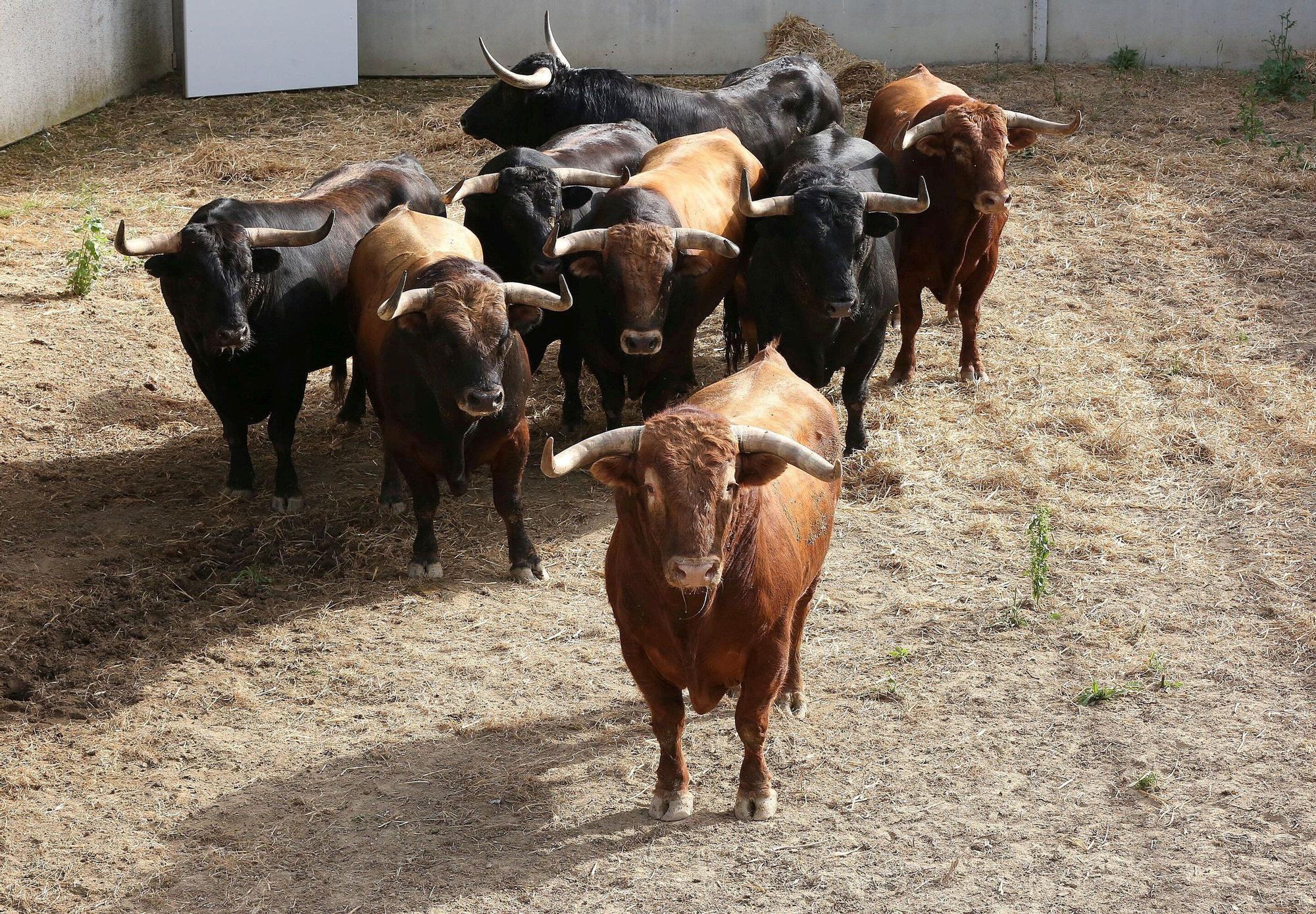 Toros de La Palmosilla de Tarifa para el Encierro del día 7