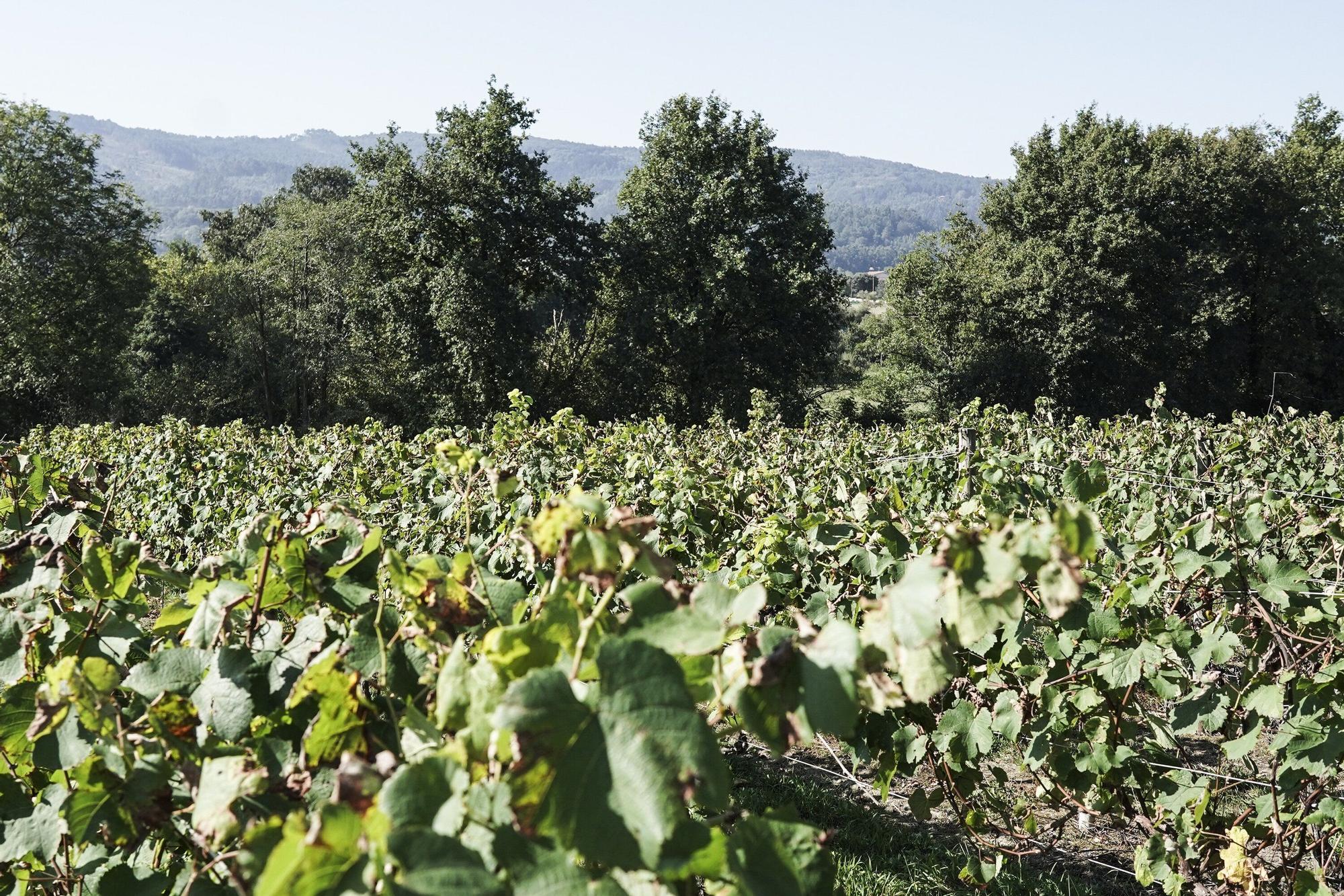 Las bodegas de Bizkaia afrontan una vendimia abierta a la esperanza