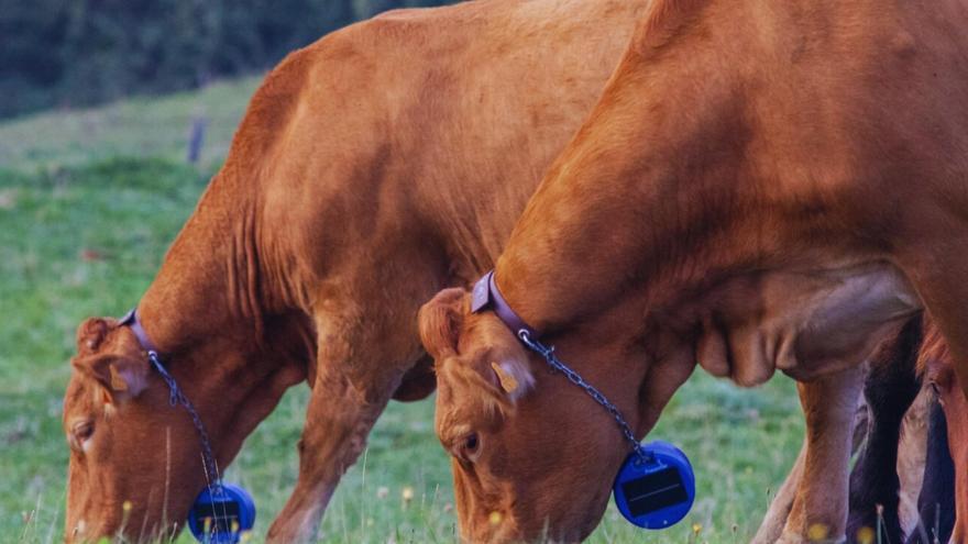 Enkarterrialde informa sobre vallado virtual en ganadería extensiva