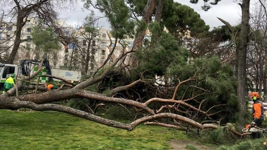 Vista del árbol que ha caído en el Retiro.