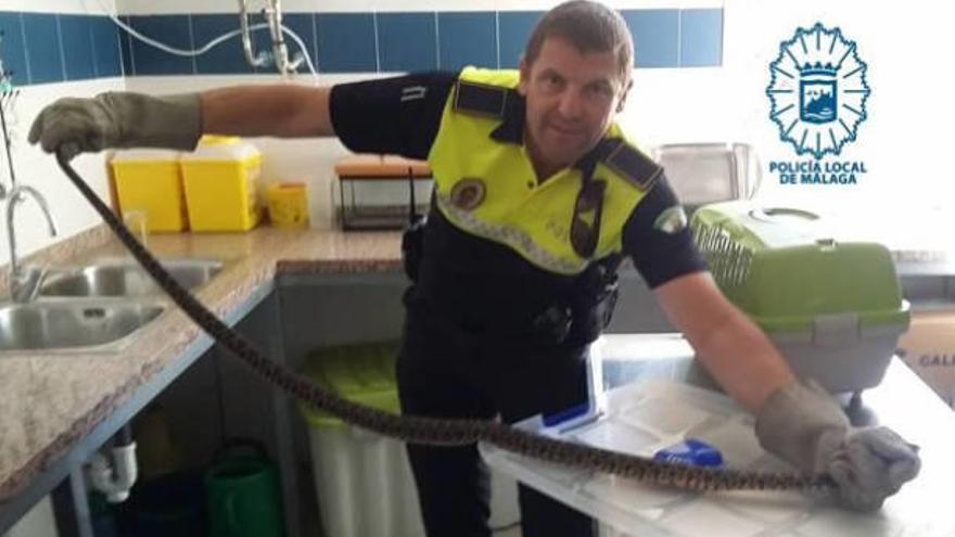 Recuperan una culebra bastarda enroscada en el carrito de un bebé en Málaga